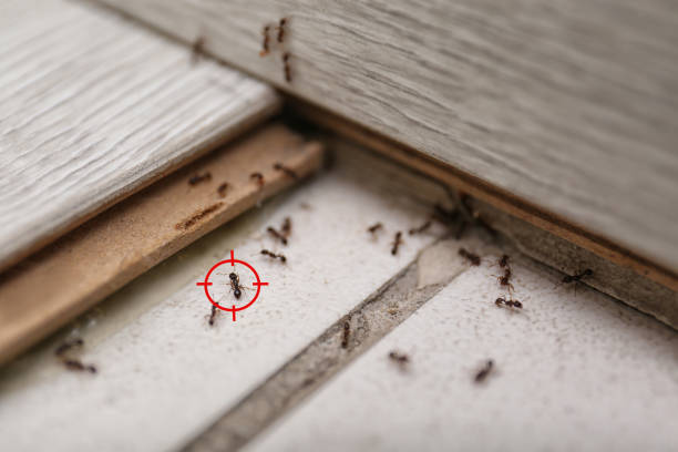 Best Cockroach Control Services  in Somerset, NJ