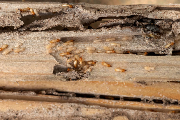 Best Pest Inspection Near Me  in Somerset, NJ