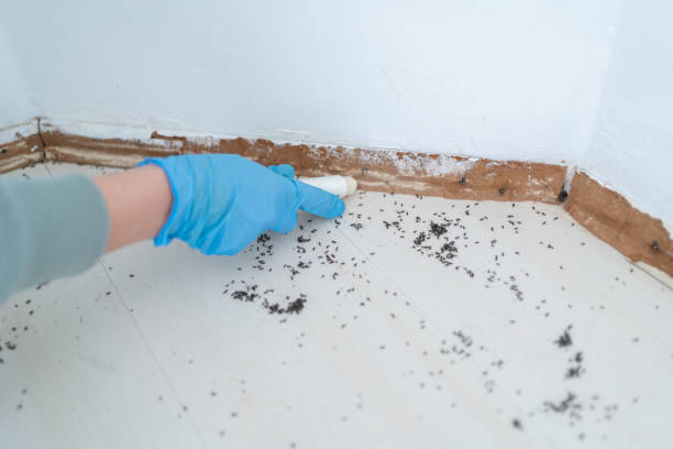 Best Ant Control Services  in Somerset, NJ